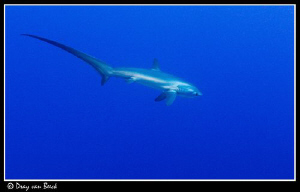 Thresher shark at Daedalus reef. by Dray Van Beeck 